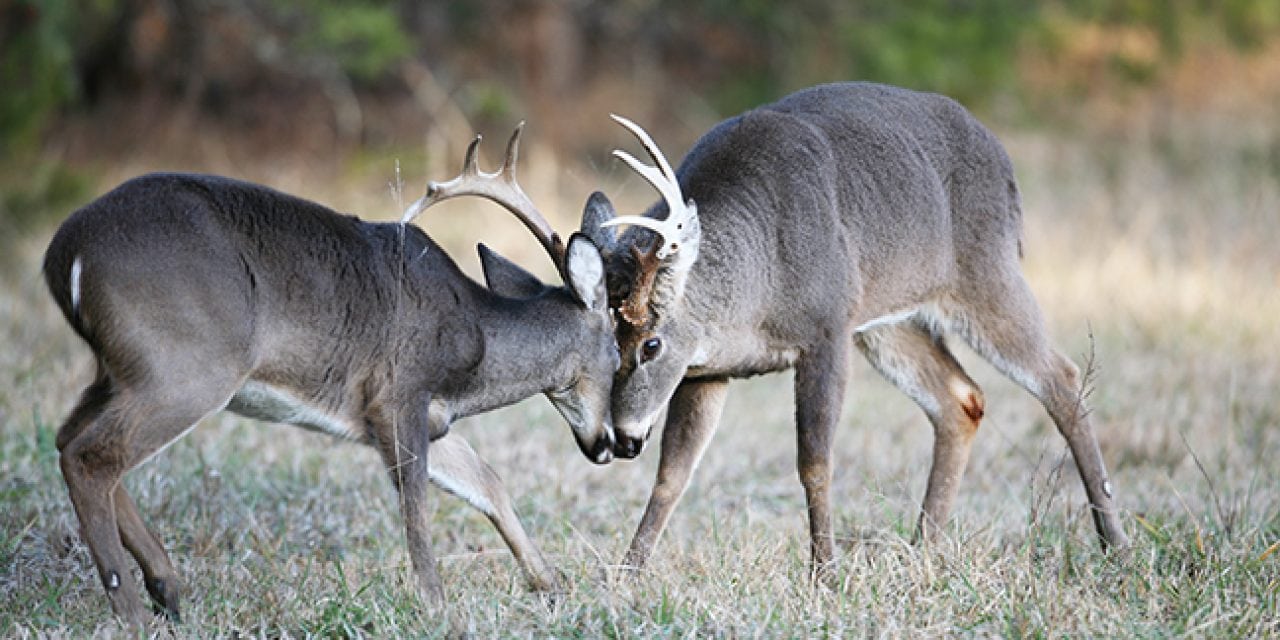 2017 Arkansas Deer Forecast