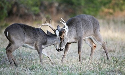 2017 Arkansas Deer Forecast