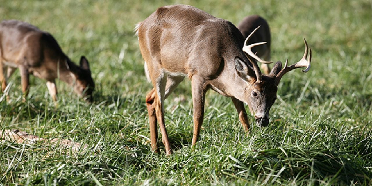 2017 Florida Deer Forecast