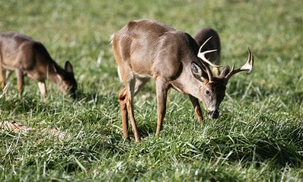 2017 Florida Deer Forecast