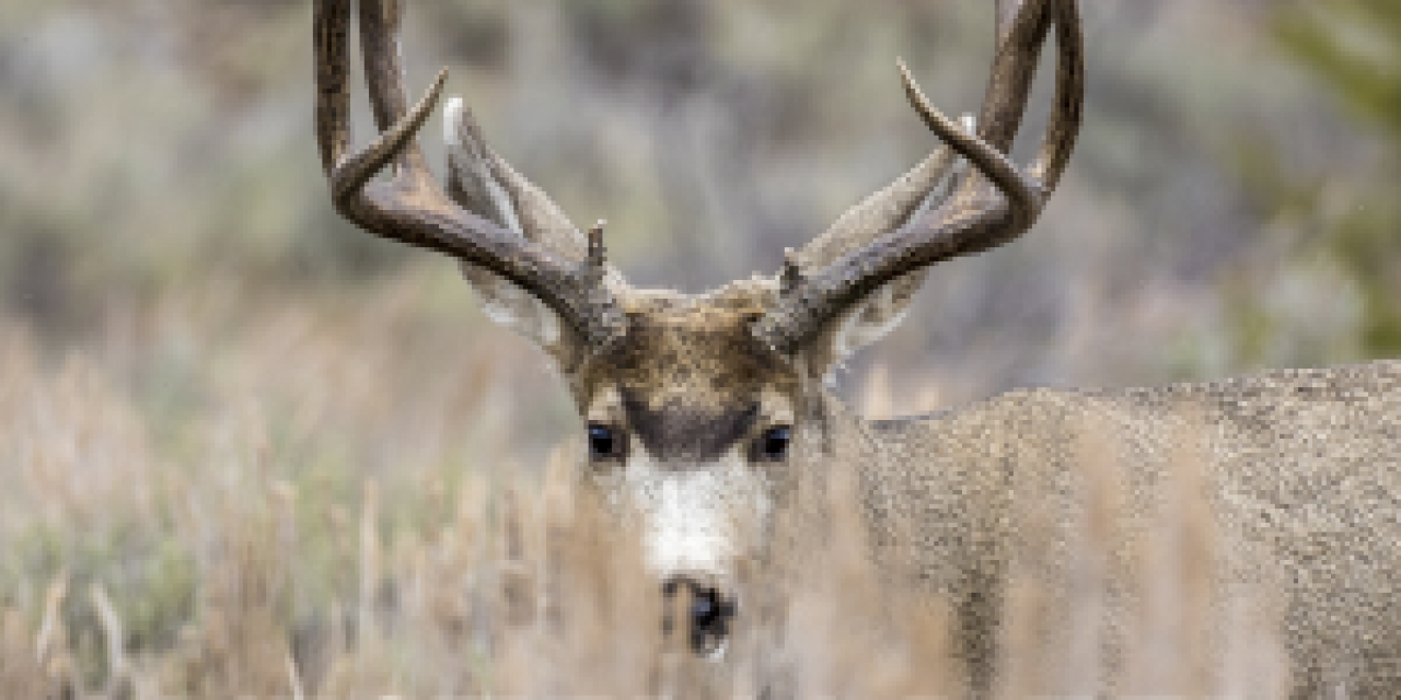 2017 Game & Fish Deer Forecasts