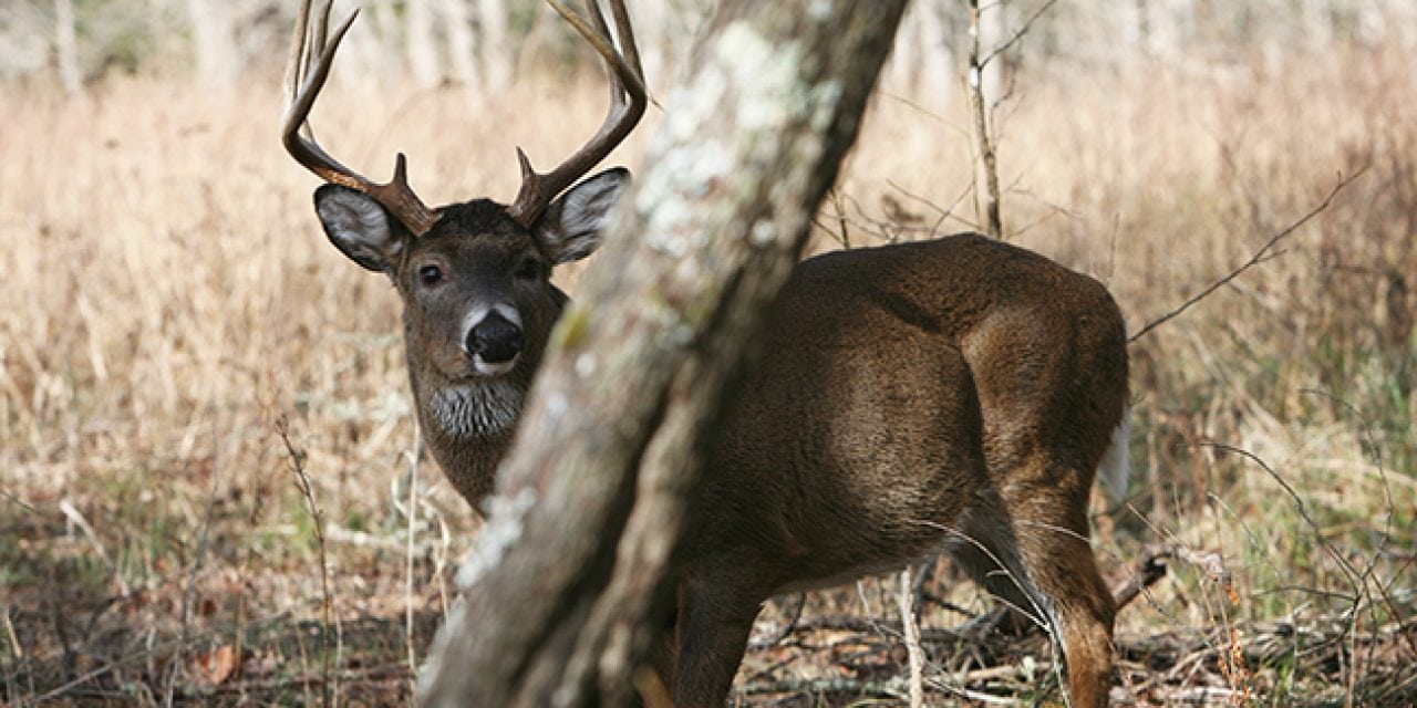2017 Georgia Deer Forecast