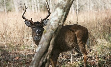 2017 Georgia Deer Forecast