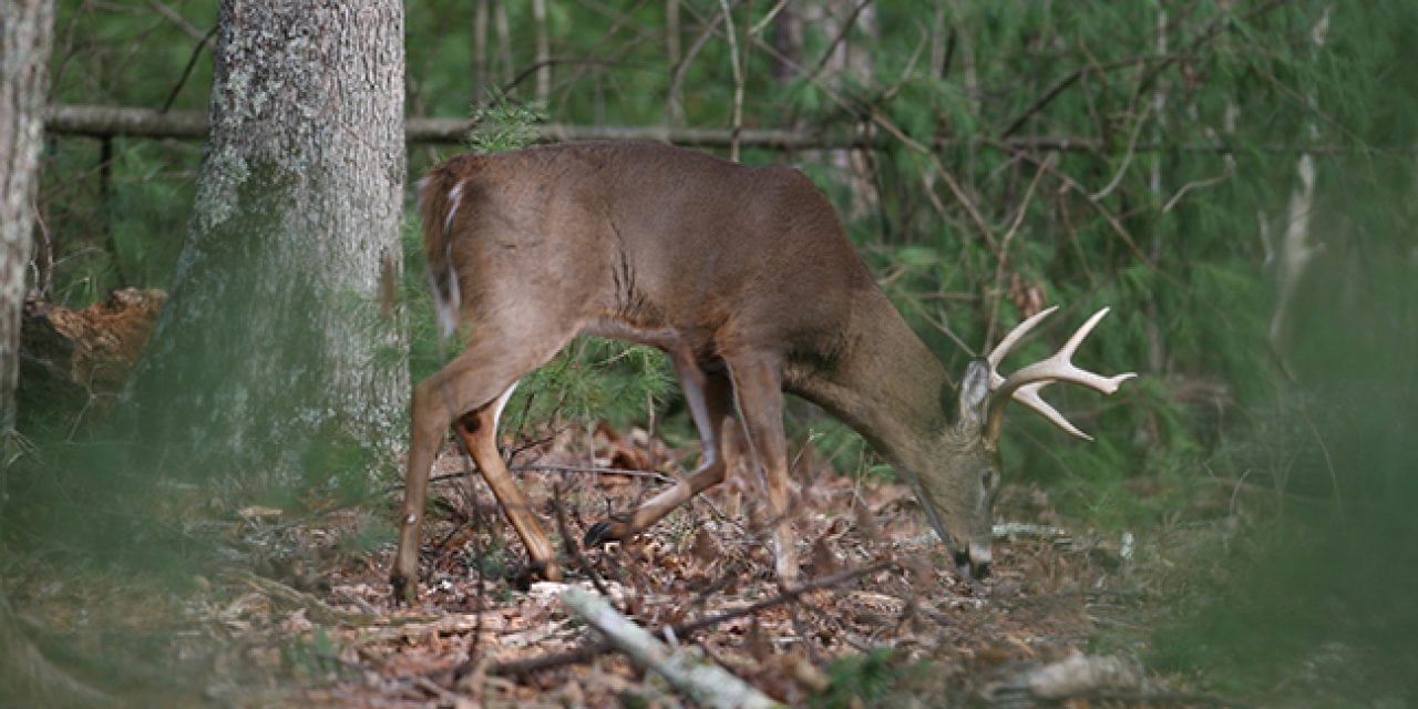 2017 Louisiana Deer Forecast