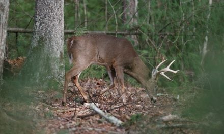 2017 Louisiana Deer Forecast