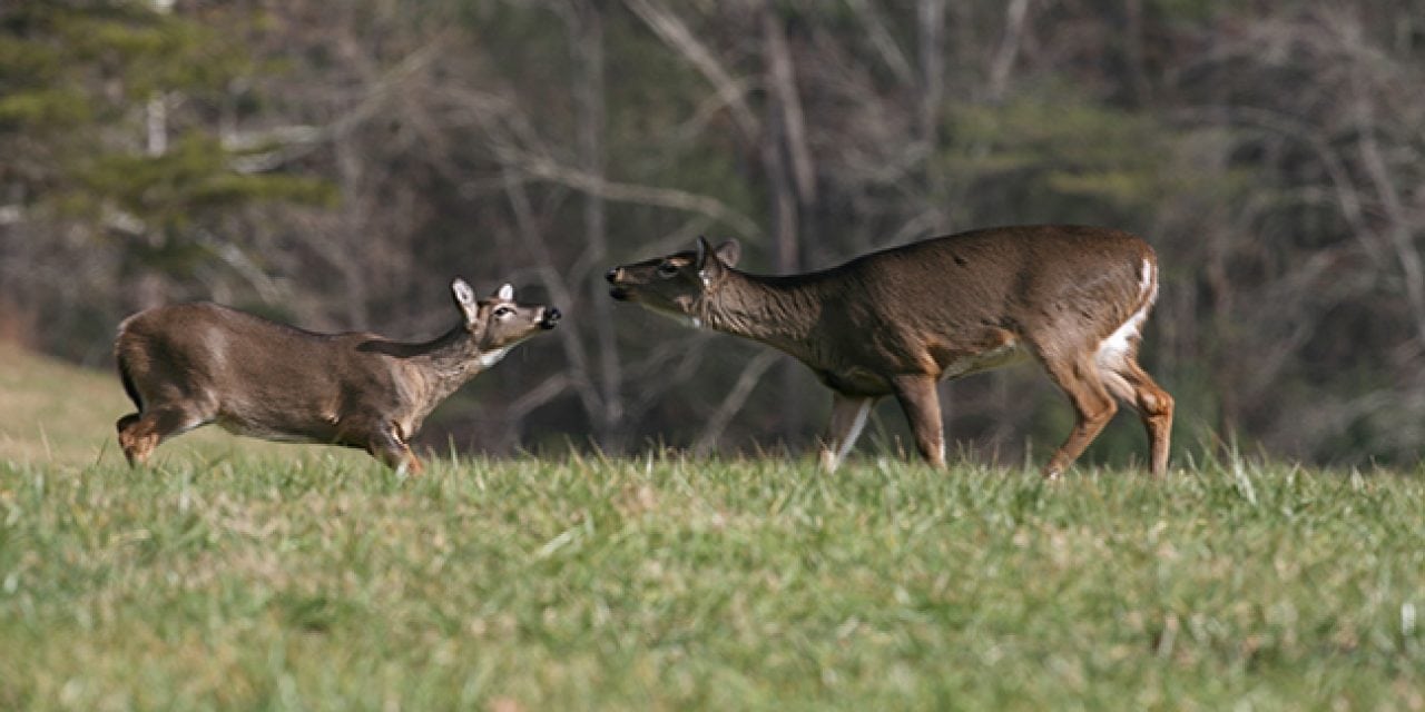 2017 New England Deer Forecast