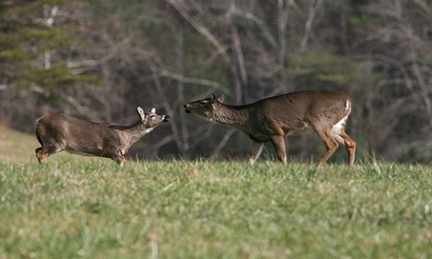 2017 New England Deer Forecast