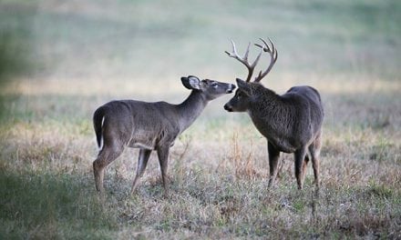 2017 New York Deer Forecast