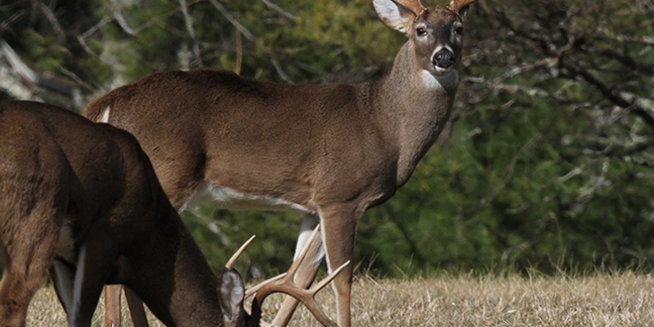 2017 North Carolina Deer Forecast