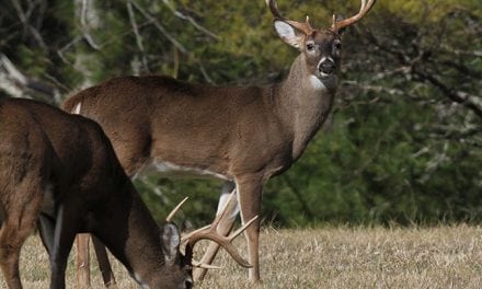 2017 North Carolina Deer Forecast