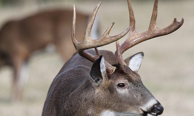 2017 Oklahoma Deer Forecast