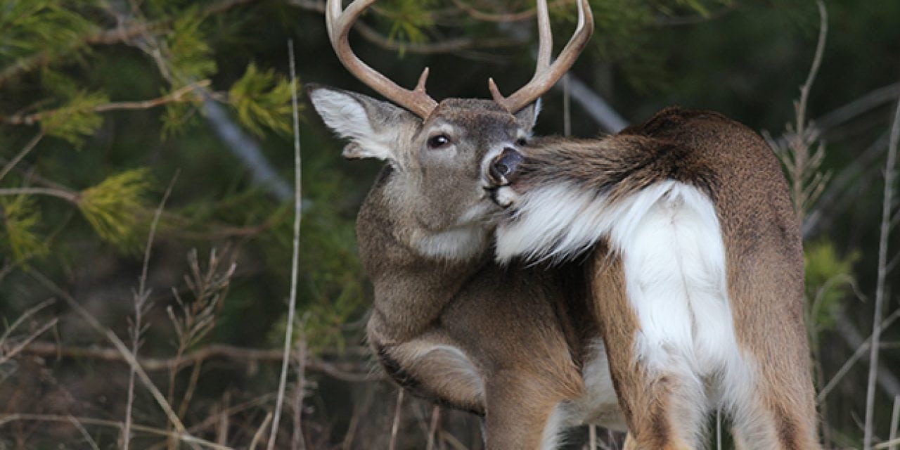 2017 Tennessee Deer Forecast