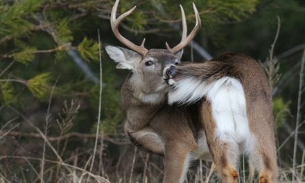 2017 Tennessee Deer Forecast