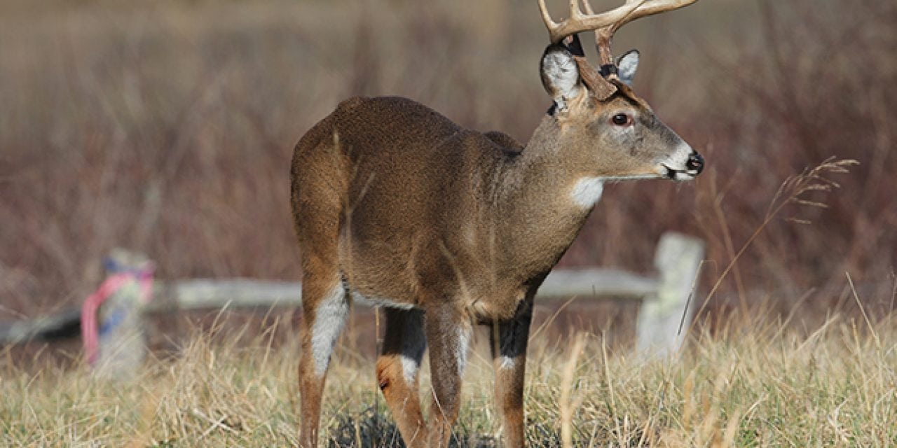 2017 Texas Deer Forecast