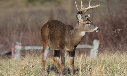 2017 Texas Deer Forecast