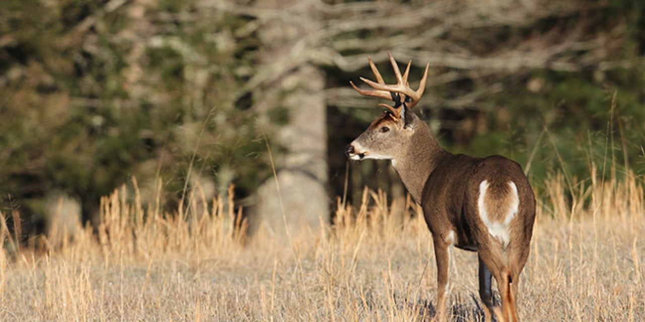 2017 Virginia Deer Forecast