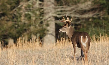 2017 Virginia Deer Forecast