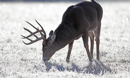 2017 West Virginia Deer Forecast
