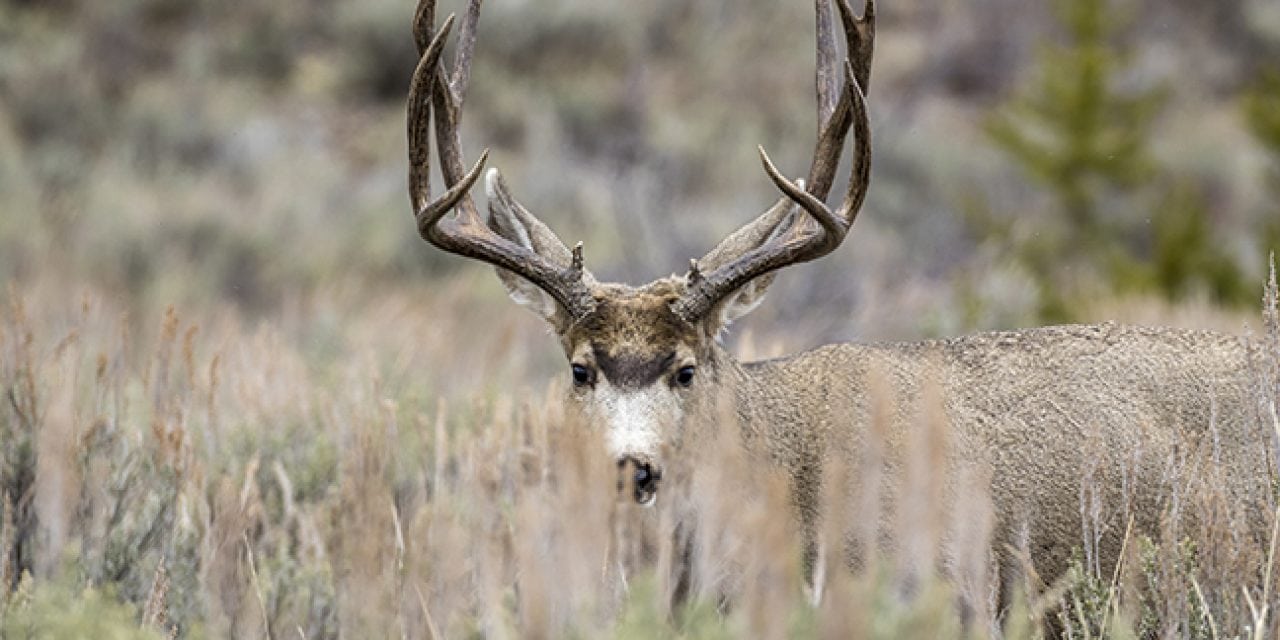 2017 Western Deer Forecasts