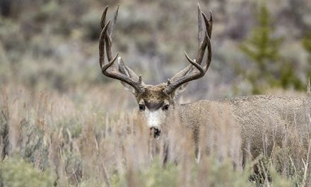 2017 Western Deer Forecasts