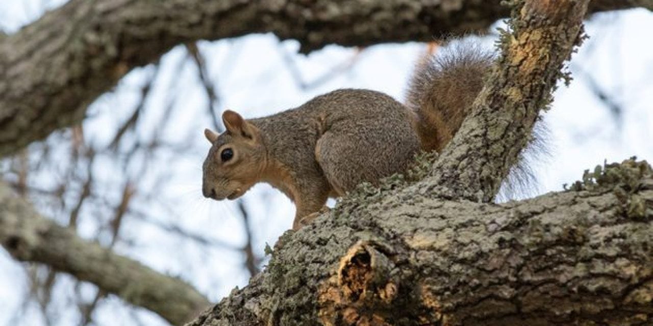 5 Early Season Squirrel Tips