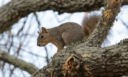 5 Early Season Squirrel Tips