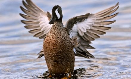 5 Early Season Targets for Duck Hunting