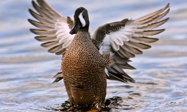 5 Early Season Targets for Duck Hunting