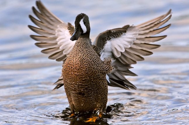 5 Early Season Targets for Duck Hunting