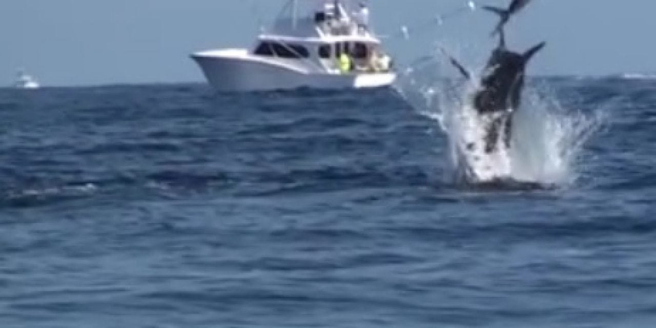 AMAZING BLUE MARLIN FOOTAGE – A MUST SEE !!!