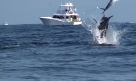 AMAZING BLUE MARLIN FOOTAGE – A MUST SEE !!!