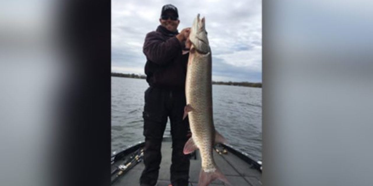 Bass Tournament Angler Catches Giant 60-Inch Musky