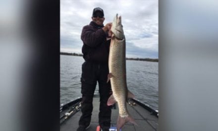 Bass Tournament Angler Catches Giant 60-Inch Musky