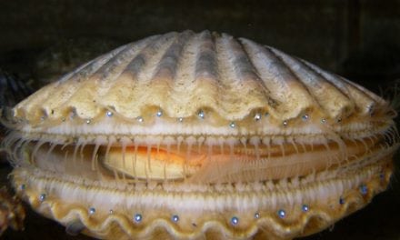 Bay Scallop Season & the Bright Green Lawns Which Destroy It