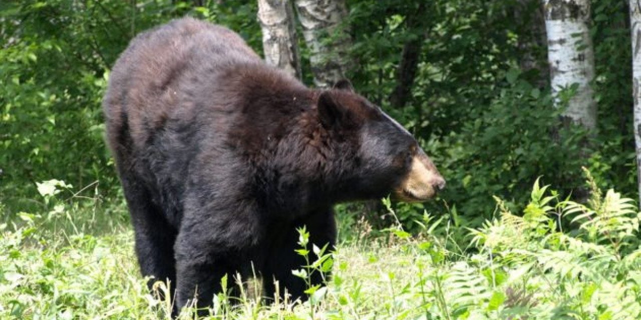 Bear Chases Dog Back to Hikers Then Attacks Them