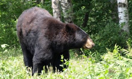 Bear Chases Dog Back to Hikers Then Attacks Them
