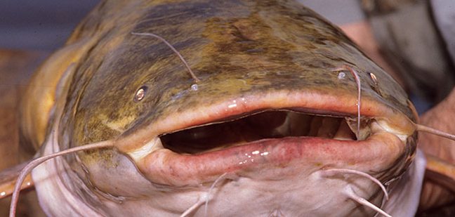 Fish