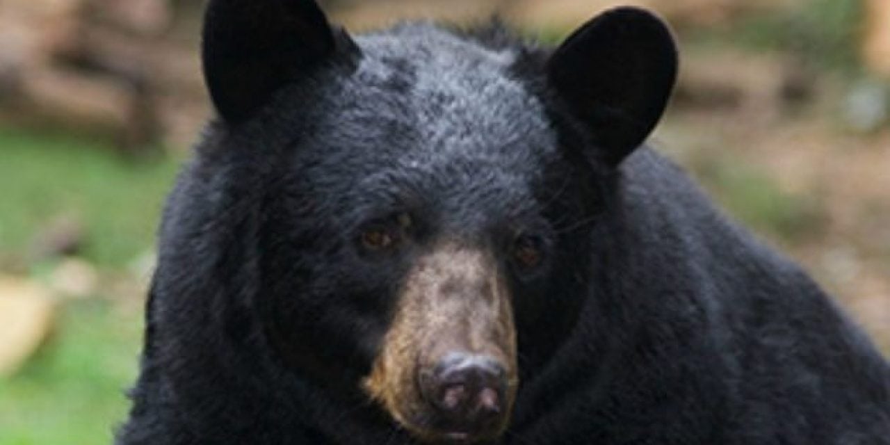 Black Bear Attacks Man, He Stabs it With an Arrow Until it Leaves Him Alone