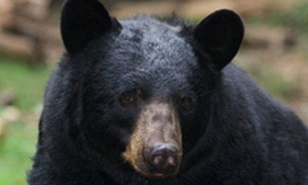 Black Bear Attacks Man, He Stabs it With an Arrow Until it Leaves Him Alone