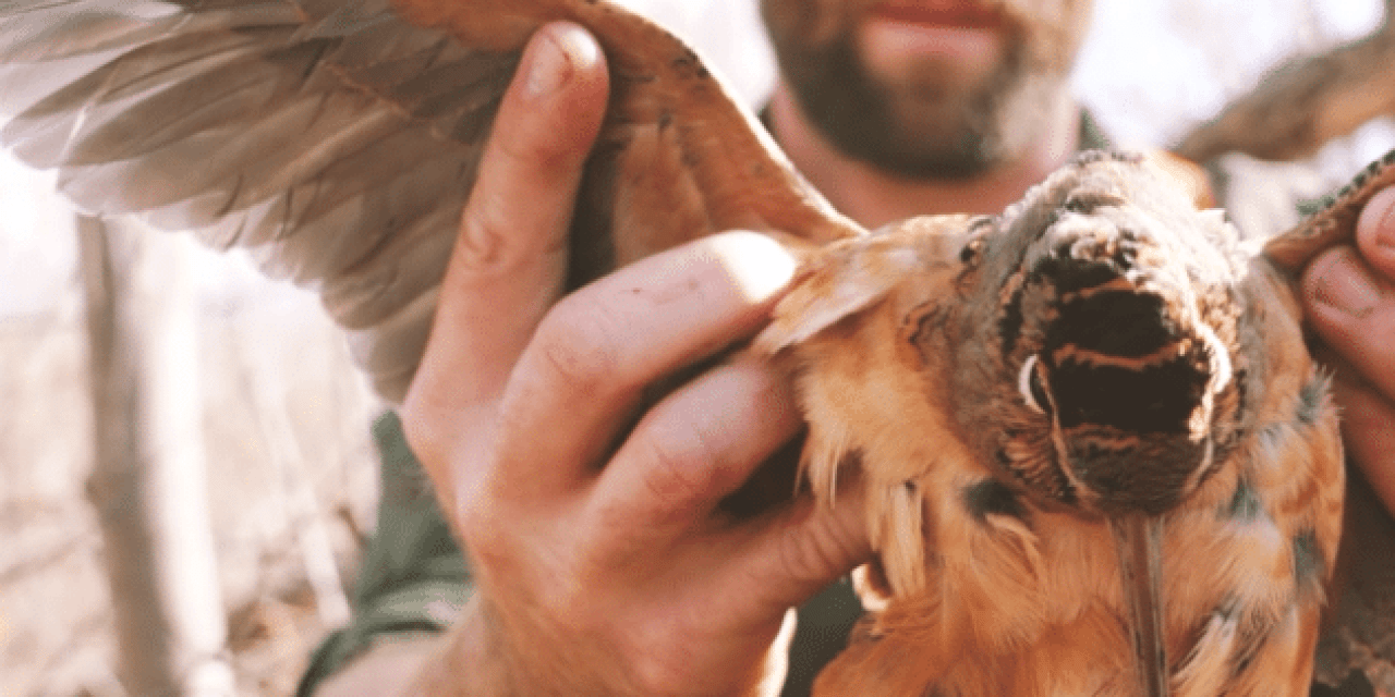 Camp Thunderbird Embodies a Love for Upland Game Birds and the Past