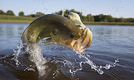 Can’t-Miss Lure Tactics to Catch Fall Bass