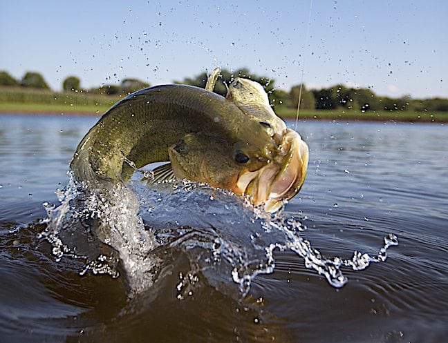 Can’t-Miss Lure Tactics to Catch Fall Bass