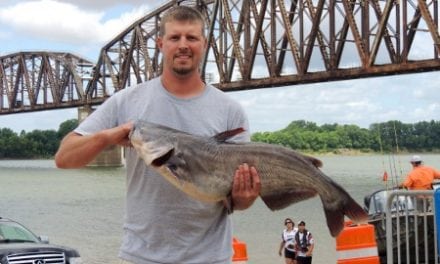 CatfishNOW: Catfish as Big as Volkswagens by Ron Presley