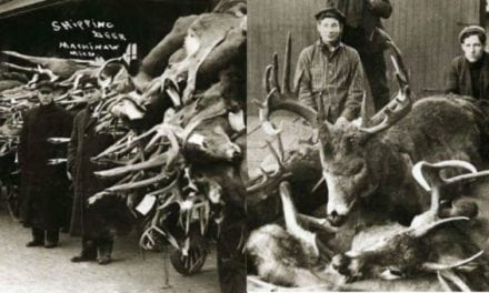 Check Out These 25 Awesome Vintage Deer Hunting Photos for #WhitetailWednesday