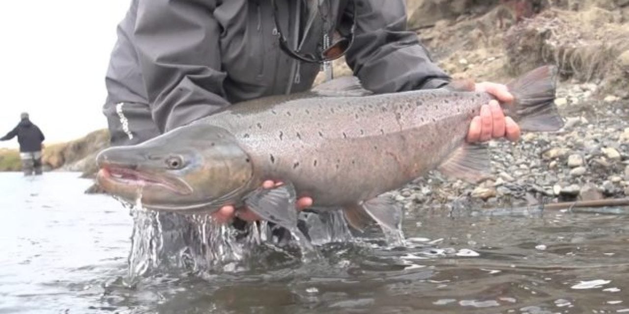 Check Out These Monster Sea-Run Brown Trout In Argentina