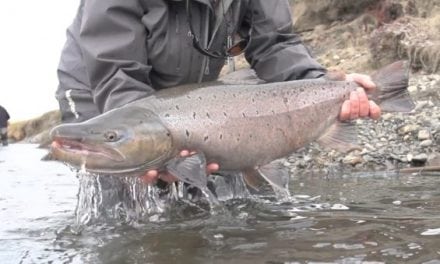 Check Out These Monster Sea-Run Brown Trout In Argentina