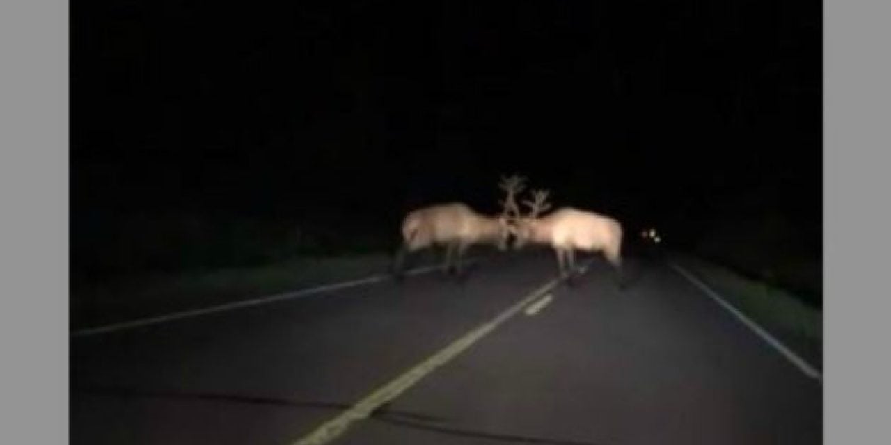 Crazy Video of Bull Elk Battle in the Middle of the Highway