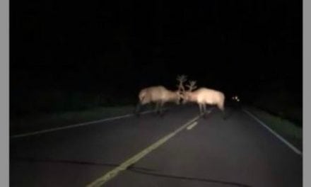 Crazy Video of Bull Elk Battle in the Middle of the Highway