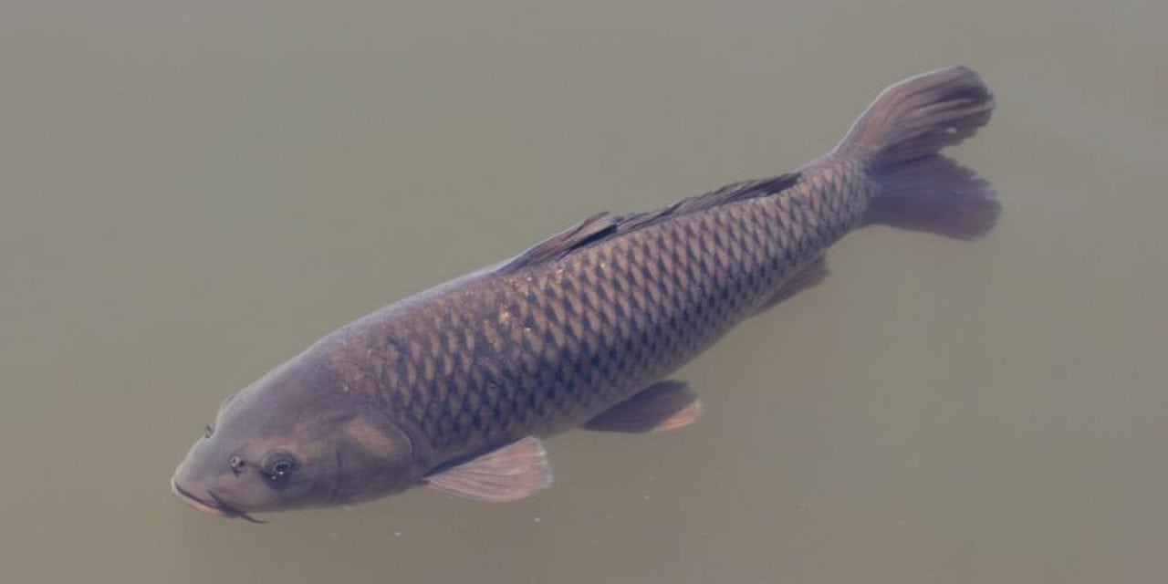 Culling millions of pounds of Asian carp