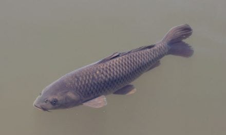 Culling millions of pounds of Asian carp